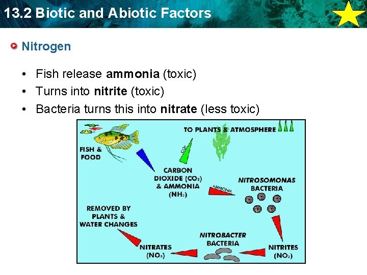 13. 2 Biotic and Abiotic Factors Nitrogen • Fish release ammonia (toxic) • Turns