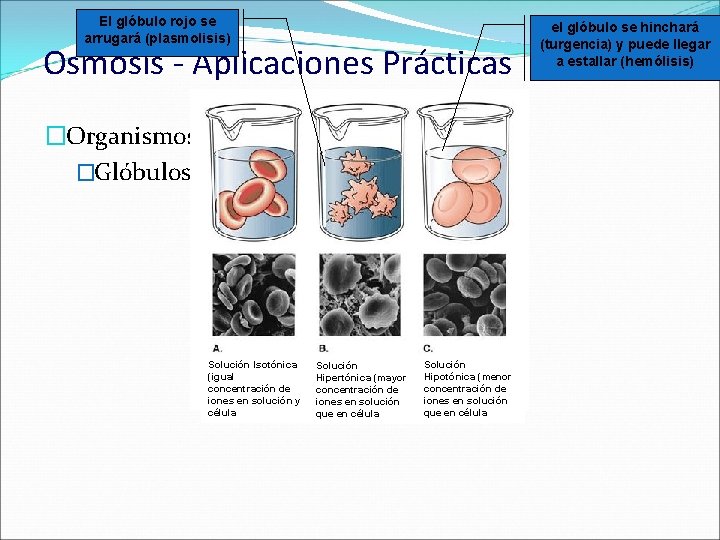 El glóbulo rojo se arrugará (plasmolisis) Osmosis - Aplicaciones Prácticas �Organismos Vivos �Glóbulos rojos