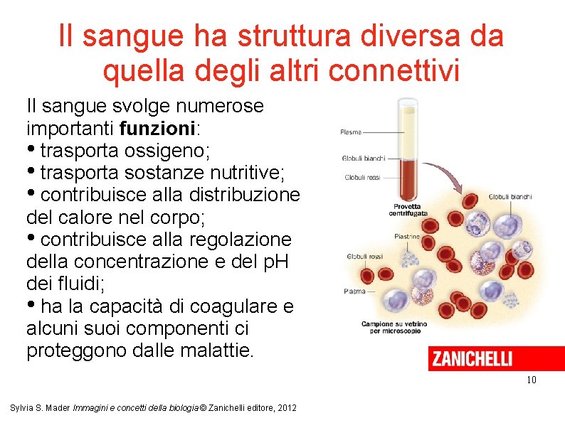 Il sangue ha struttura diversa da quella degli altri connettivi Il sangue svolge numerose