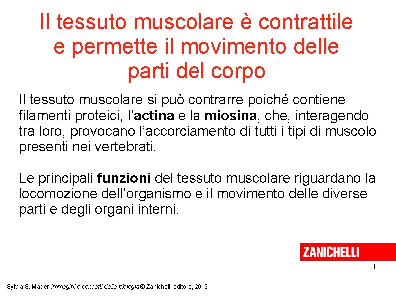 Il tessuto muscolare è contrattile e permette il movimento delle parti del corpo Il