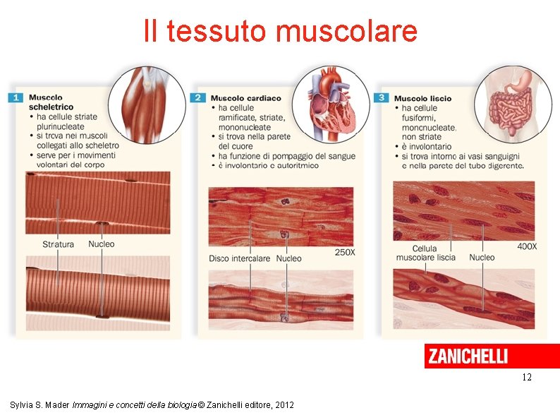 Il tessuto muscolare 12 Sylvia S. Mader Immagini e concetti della biologia © Zanichelli
