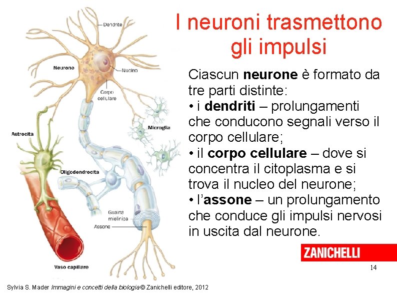 I neuroni trasmettono gli impulsi Ciascun neurone è formato da tre parti distinte: •