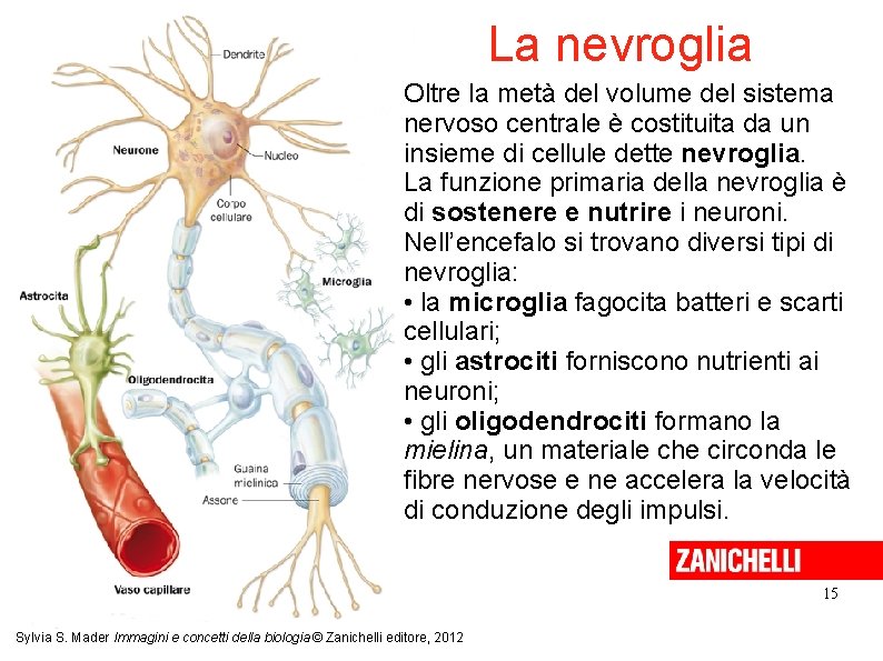 La nevroglia Oltre la metà del volume del sistema nervoso centrale è costituita da