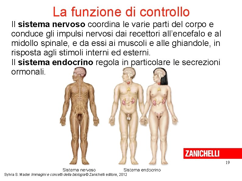 La funzione di controllo Il sistema nervoso coordina le varie parti del corpo e