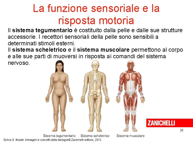 La funzione sensoriale e la risposta motoria Il sistema tegumentario è costituito dalla pelle