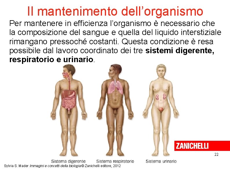 Il mantenimento dell’organismo Per mantenere in efficienza l’organismo è necessario che la composizione del