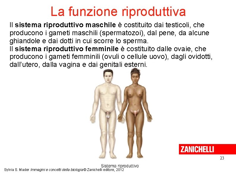 La funzione riproduttiva Il sistema riproduttivo maschile è costituito dai testicoli, che producono i