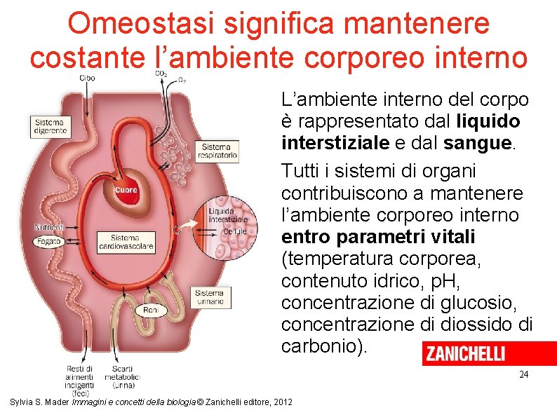 Omeostasi significa mantenere costante l’ambiente corporeo interno L’ambiente interno del corpo è rappresentato dal