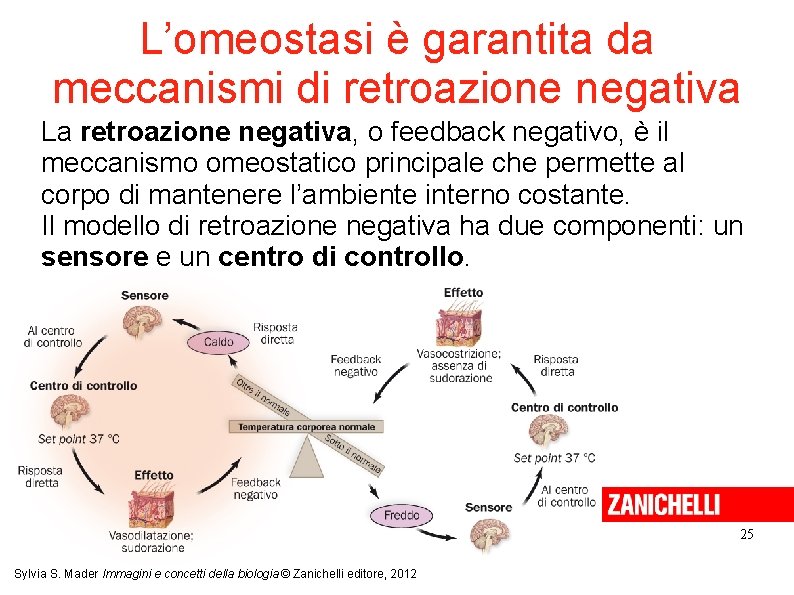 L’omeostasi è garantita da meccanismi di retroazione negativa La retroazione negativa, o feedback negativo,