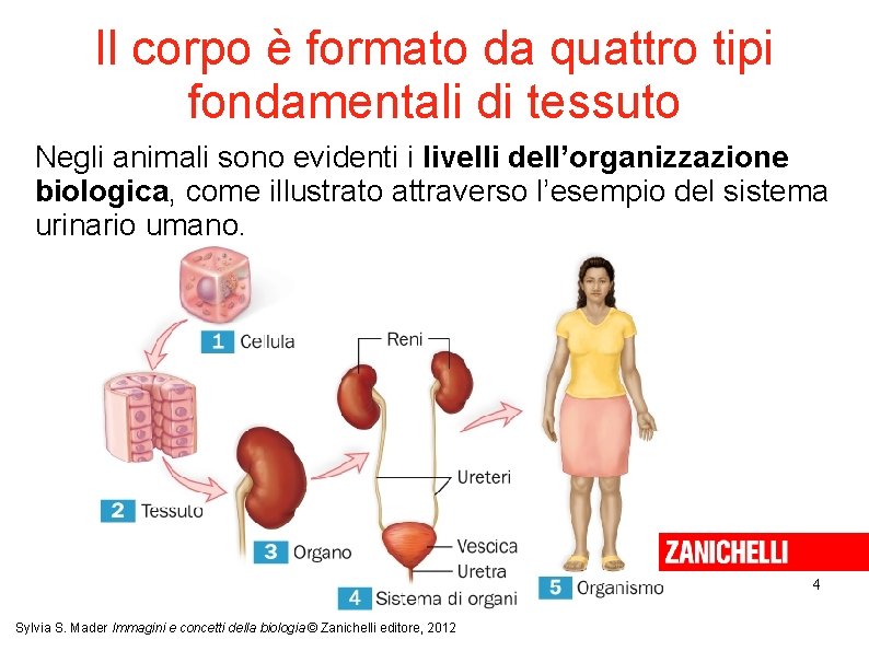 Il corpo è formato da quattro tipi fondamentali di tessuto Negli animali sono evidenti