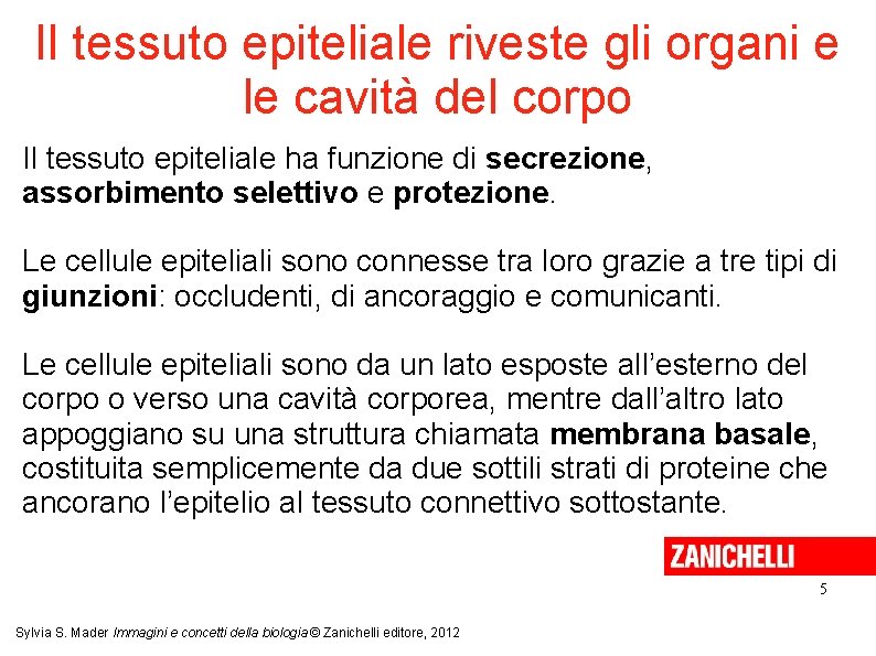Il tessuto epiteliale riveste gli organi e le cavità del corpo Il tessuto epiteliale