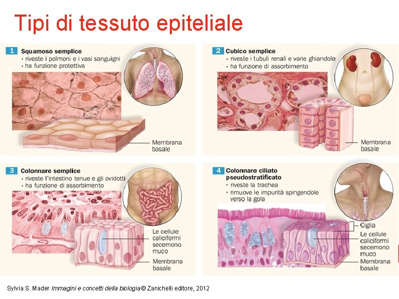 Tipi di tessuto epiteliale 6 Sylvia S. Mader Immagini e concetti della biologia ©