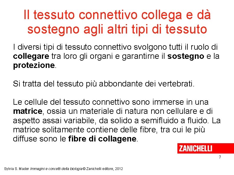Il tessuto connettivo collega e dà sostegno agli altri tipi di tessuto I diversi