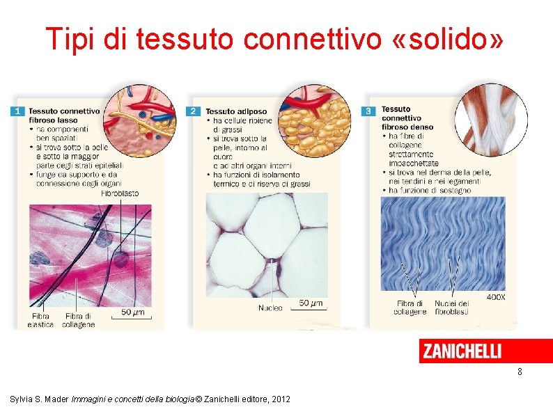 Tipi di tessuto connettivo «solido» 8 Sylvia S. Mader Immagini e concetti della biologia