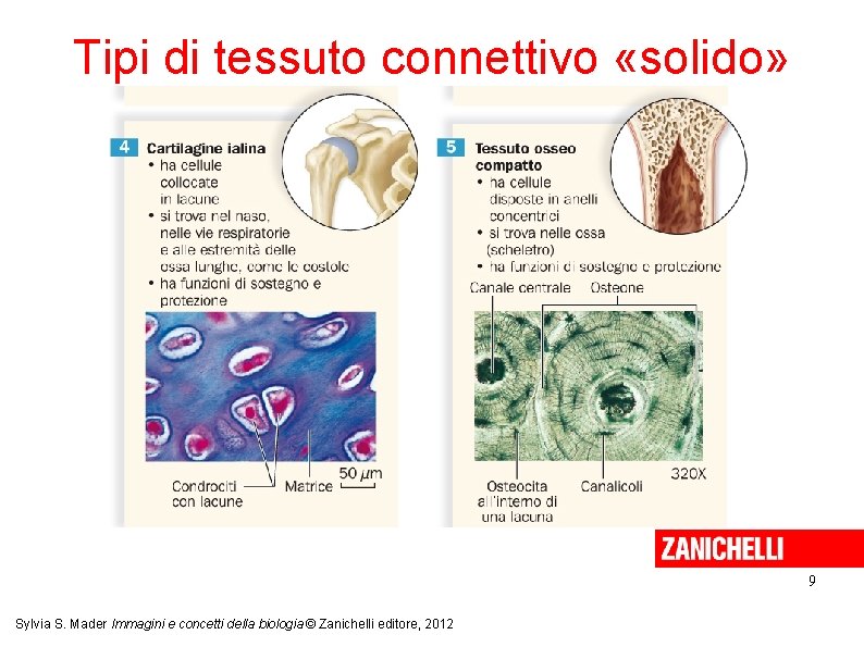 Tipi di tessuto connettivo «solido» 9 Sylvia S. Mader Immagini e concetti della biologia