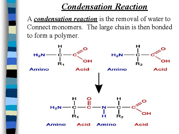 Condensation Reaction A condensation reaction is the removal of water to Connect monomers. The