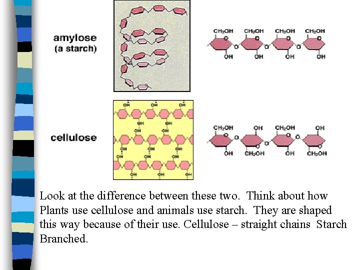 Look at the difference between these two. Think about how Plants use cellulose and