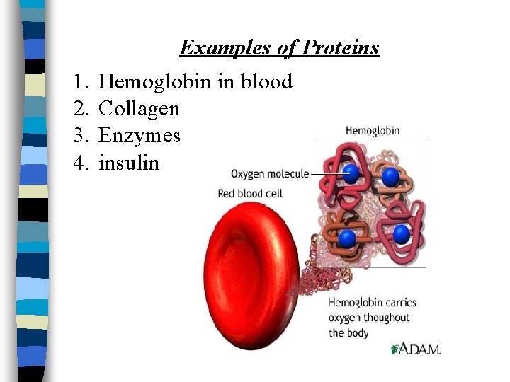 1. 2. 3. 4. Examples of Proteins Hemoglobin in blood Collagen Enzymes insulin 