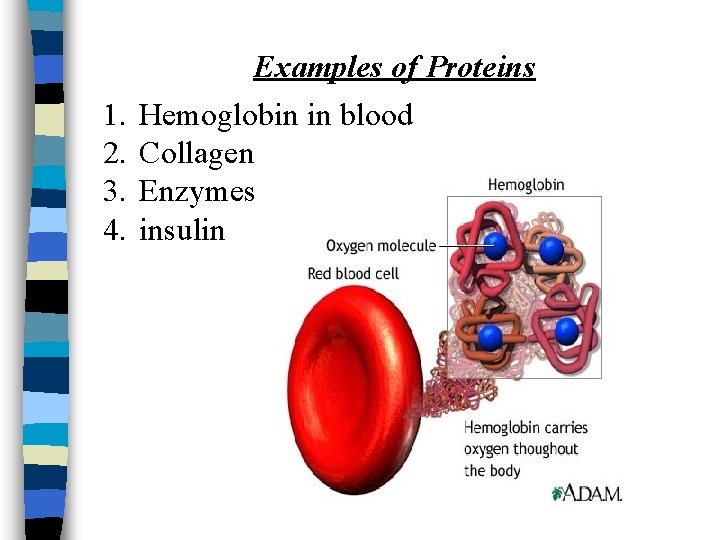 1. 2. 3. 4. Examples of Proteins Hemoglobin in blood Collagen Enzymes insulin 1. 2. 3. 4. Examples of Proteins Hemoglobin in blood Collagen Enzymes insulin