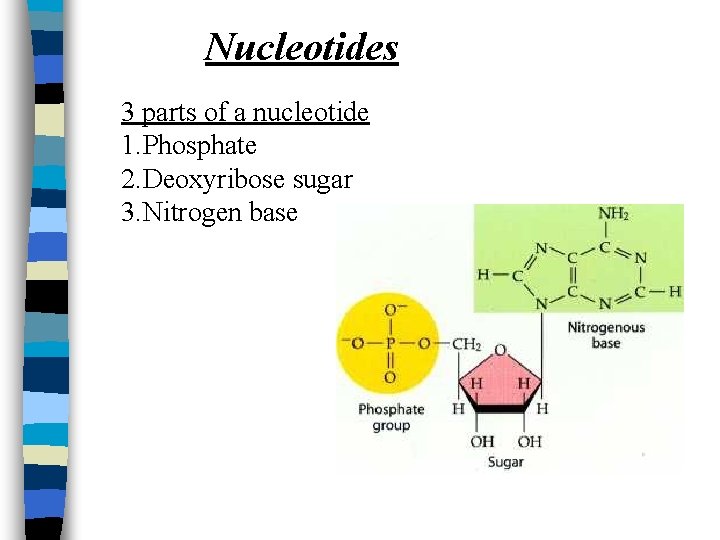 Nucleotides 3 parts of a nucleotide 1. Phosphate 2. Deoxyribose sugar 3. Nitrogen base