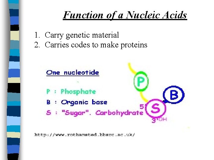 Function of a Nucleic Acids 1. Carry genetic material 2. Carries codes to make