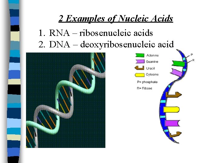 2 Examples of Nucleic Acids 1. RNA – ribosenucleic acids 2. DNA – deoxyribosenucleic 2 Examples of Nucleic Acids 1. RNA – ribosenucleic acids 2. DNA – deoxyribosenucleic