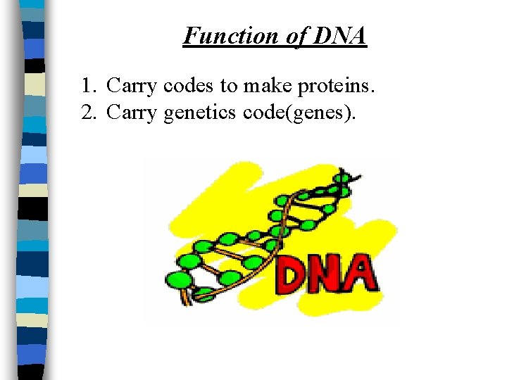 Function of DNA 1. Carry codes to make proteins. 2. Carry genetics code(genes). 