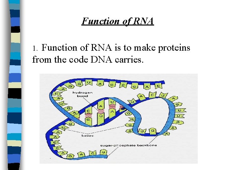 Function of RNA is to make proteins from the code DNA carries. 1. 