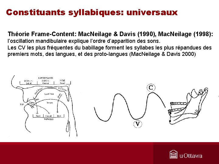 Constituants syllabiques: universaux Théorie Frame-Content: Mac. Neilage & Davis (1990), Mac. Neilage (1998): l’oscillation