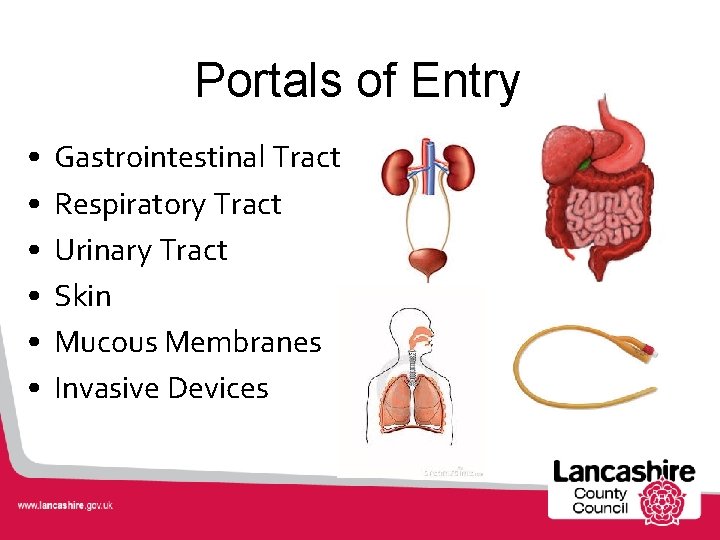 Portals of Entry • • • Gastrointestinal Tract Respiratory Tract Urinary Tract Skin Mucous
