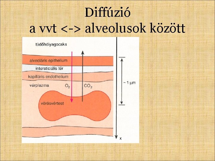 Diffúzió a vvt <-> alveolusok között 