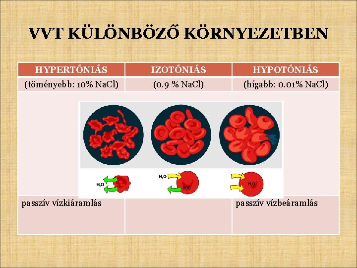 VVT KÜLÖNBÖZŐ KÖRNYEZETBEN HYPERTÓNIÁS IZOTÓNIÁS HYPOTÓNIÁS (töményebb: 10% Na. Cl) (0. 9 % Na.