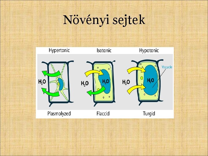 Növényi sejtek 