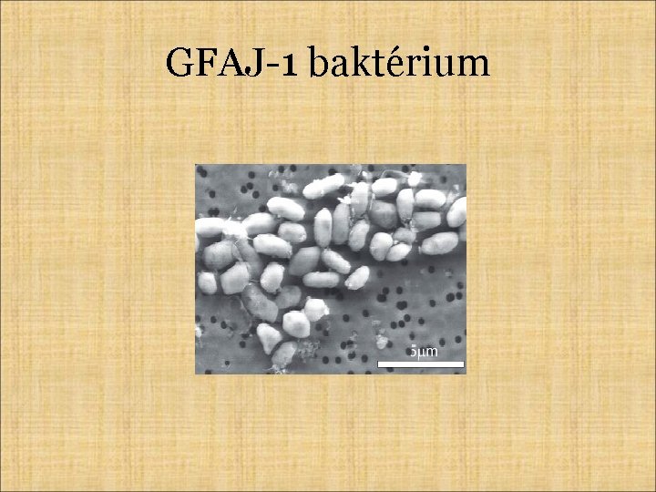 GFAJ-1 baktérium 