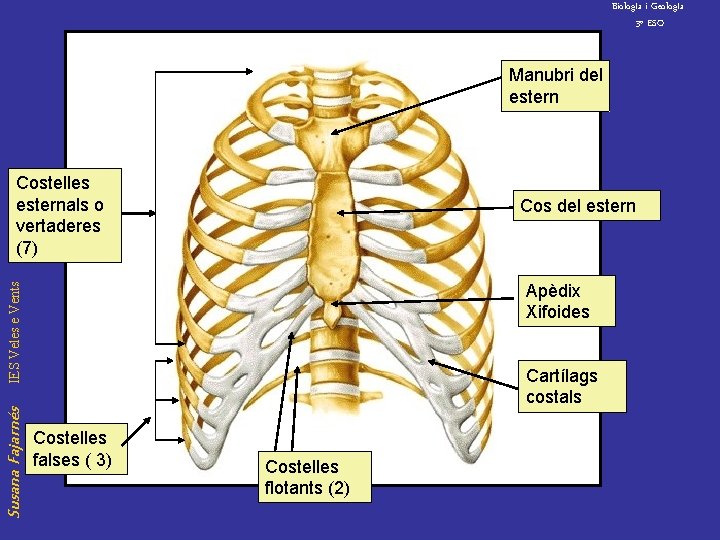 Biolog. Ia i Geolog. Ia 3º ESO Manubri del estern Costelles esternals o vertaderes