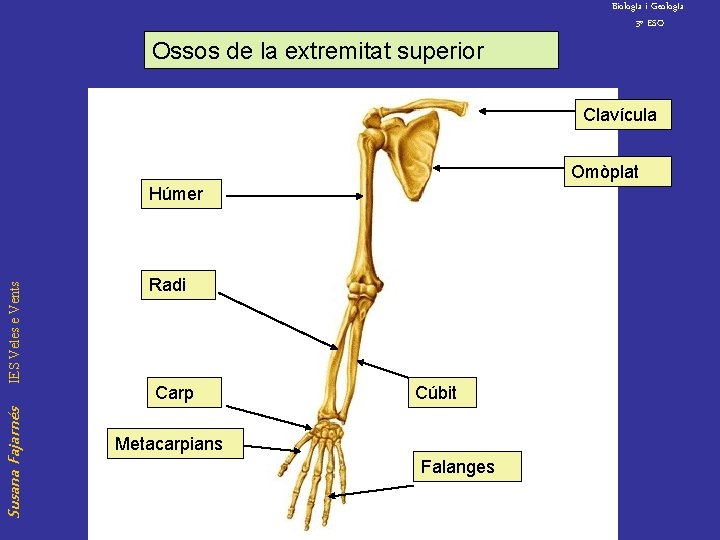 Biolog. Ia i Geolog. Ia 3º ESO Ossos de la extremitat superior Clavícula Omòplat