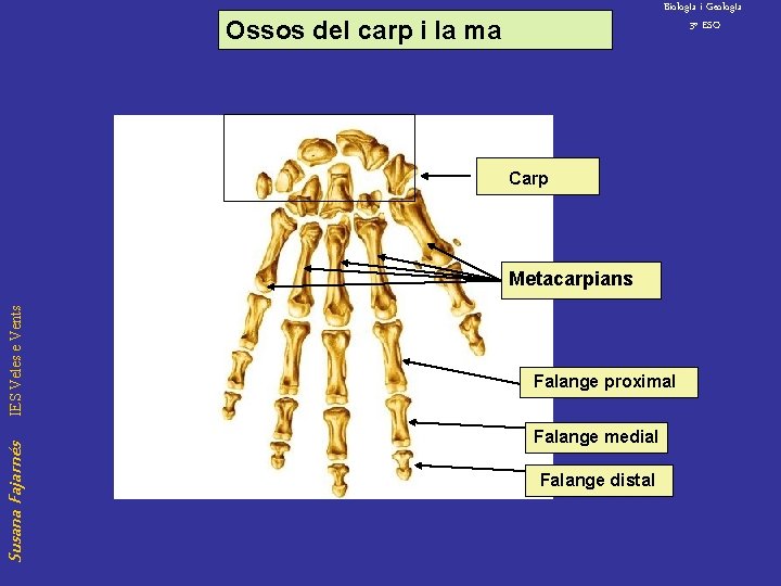 Biolog. Ia i Geolog. Ia 3º ESO Ossos del carp i la ma Carp