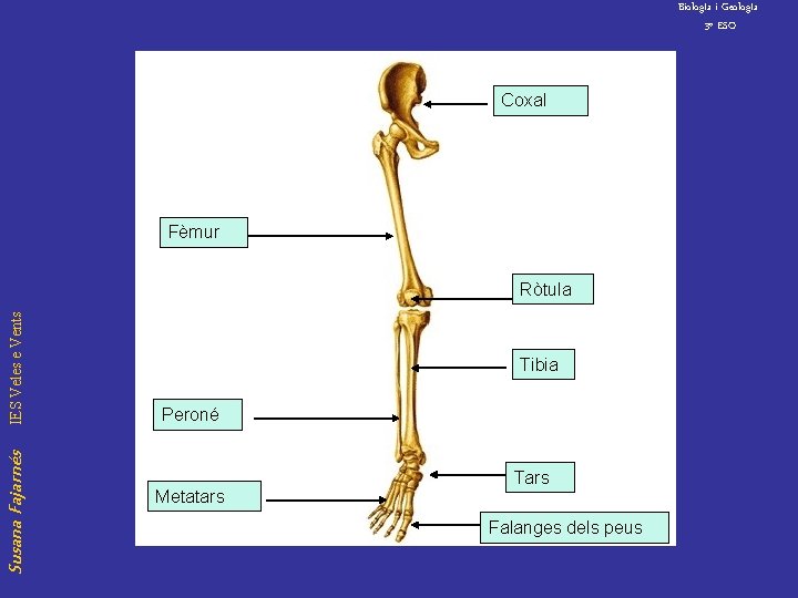 Biolog. Ia i Geolog. Ia 3º ESO Coxal Fèmur Susana Fajarnés IES Veles e