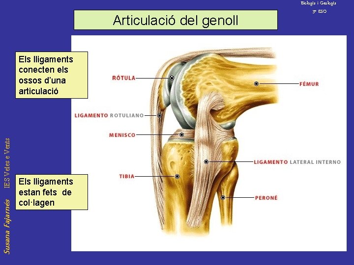 Articulació del genoll Susana Fajarnés IES Veles e Vents Els lligaments conecten els ossos