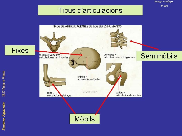 Tipus d’articulacions Fixes Semimòbils IES Veles e Vents Susana Fajarnés Biolog. Ia i Geolog.