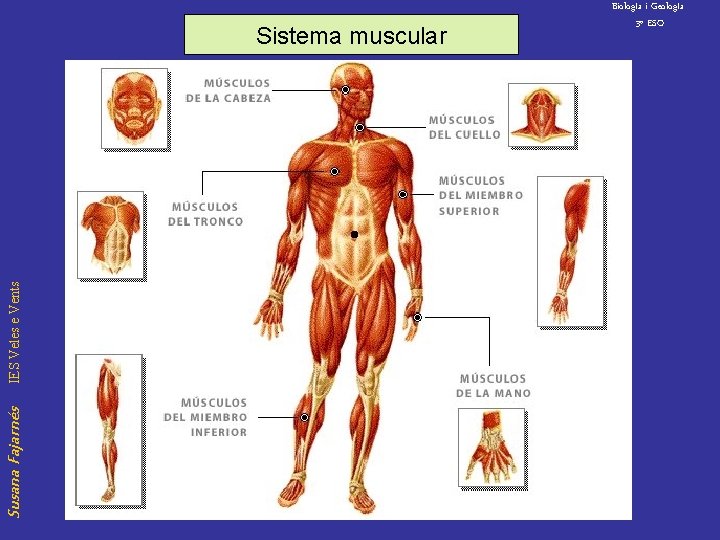 Susana Fajarnés IES Veles e Vents Sistema muscular Biolog. Ia i Geolog. Ia 3º