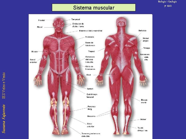 Susana Fajarnés IES Veles e Vents Sistema muscular Biolog. Ia i Geolog. Ia 3º