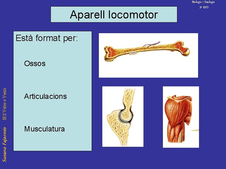 Aparell locomotor Està format per: Susana Fajarnés IES Veles e Vents Ossos Articulacions Musculatura