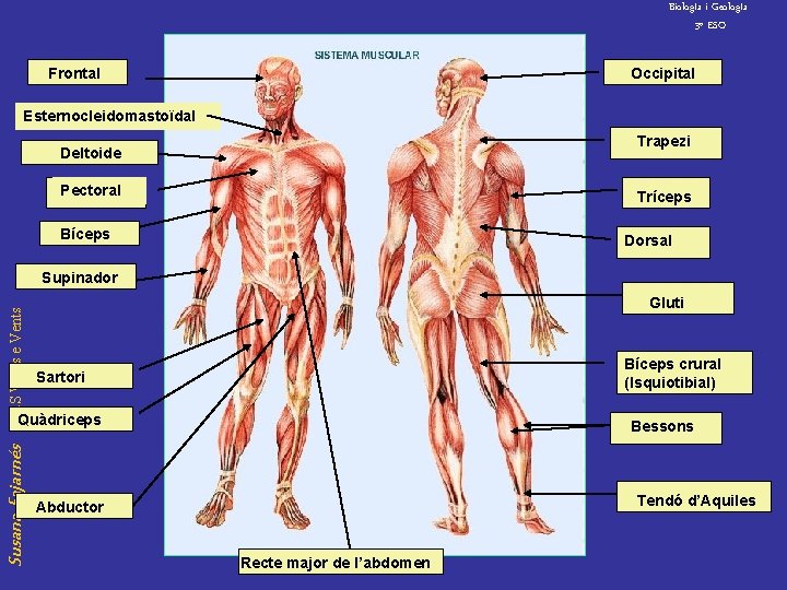 Biolog. Ia i Geolog. Ia 3º ESO Frontal Occipital Esternocleidomastoïdal Trapezi Deltoide Pectoral Tríceps