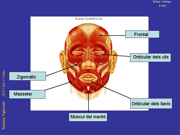 Biolog. Ia i Geolog. Ia 3º ESO Frontal Susana Fajarnés IES Veles e Vents