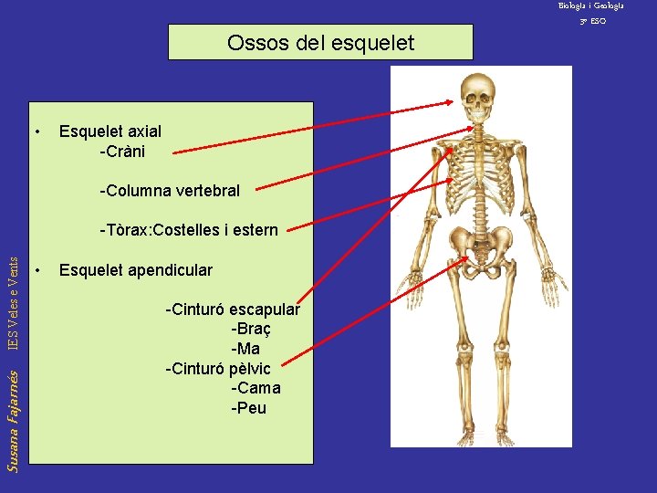 Ossos del esquelet • Esquelet axial -Cràni -Columna vertebral Susana Fajarnés IES Veles e