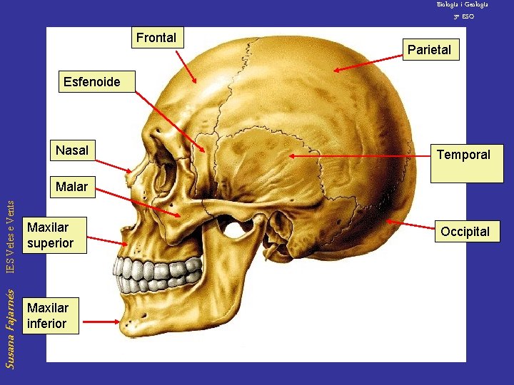 Biolog. Ia i Geolog. Ia 3º ESO Frontal Parietal Esfenoide Nasal Temporal Susana Fajarnés