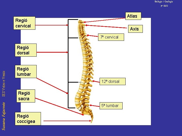 Biolog. Ia i Geolog. Ia 3º ESO Atlas Regió cervical Axis 7ª cervical Susana