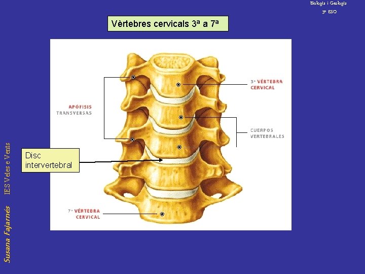 Biolog. Ia i Geolog. Ia 3º ESO Susana Fajarnés IES Veles e Vents Vèrtebres