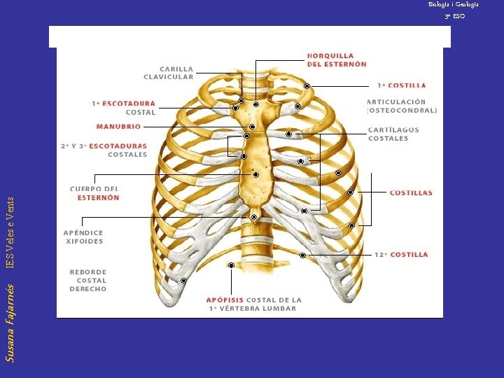Susana Fajarnés IES Veles e Vents Biolog. Ia i Geolog. Ia 3º ESO 
